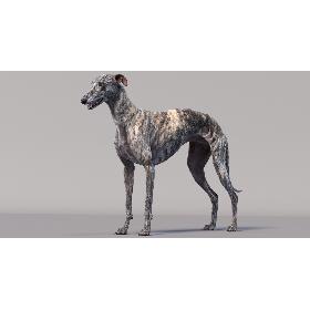 3D Greyhound (2)